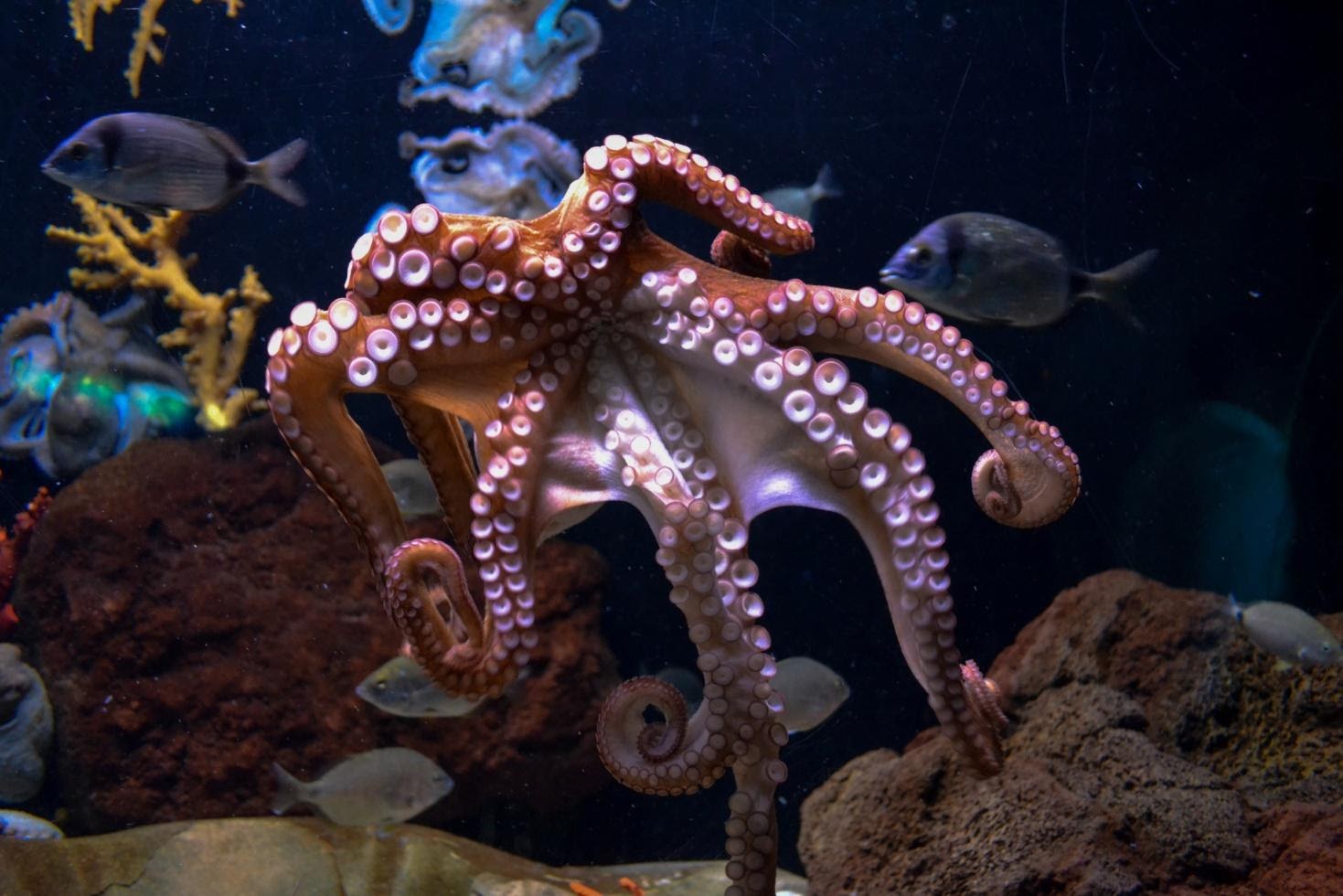 The Pacific Ocean shows brand new octopus species - BioXone